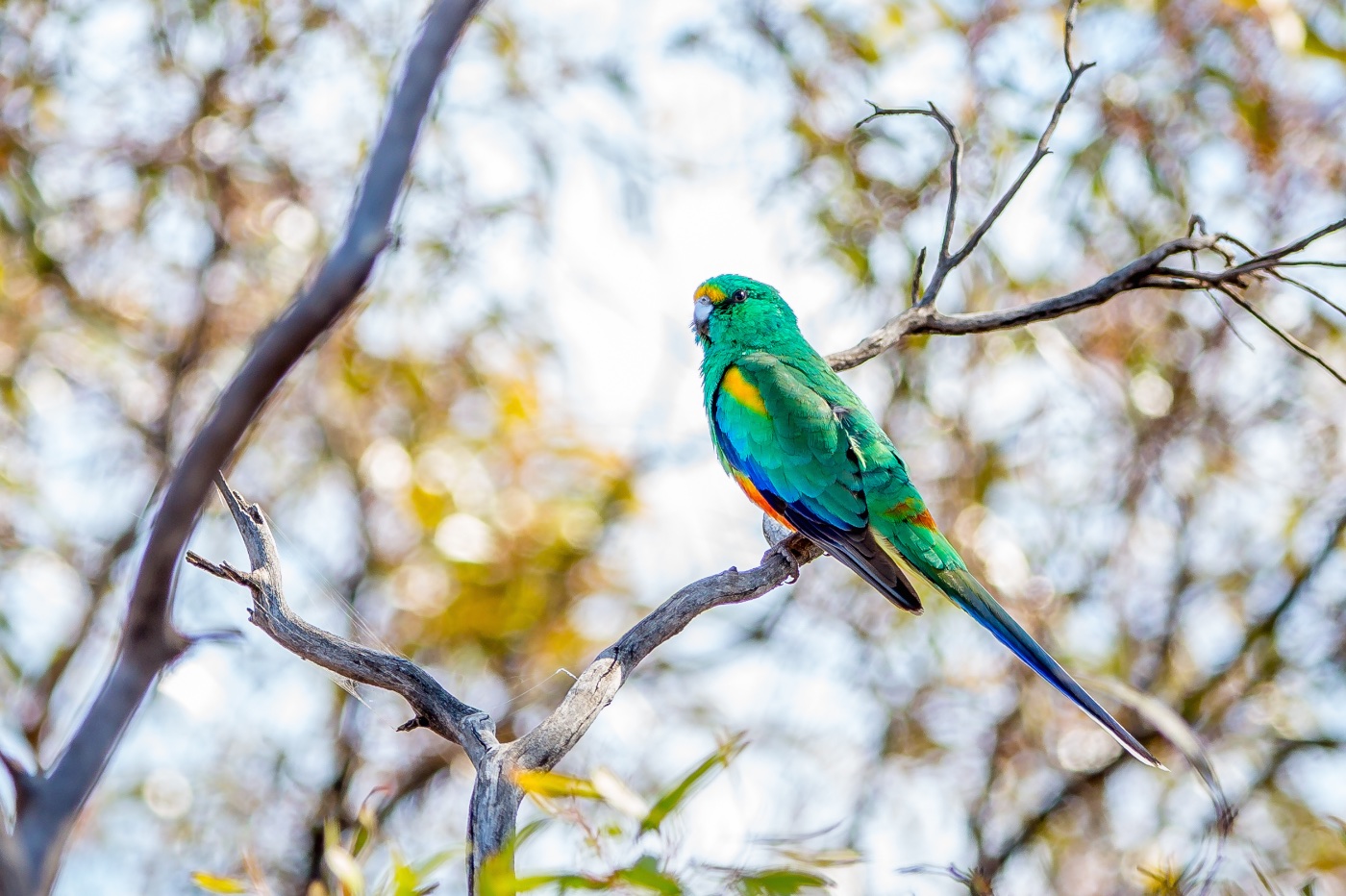 mulga-parrot-birds-in-backyards